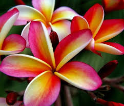 Rubra Flower seeds for Planting - Premium Quality, Heirloom & GMO Free Seeds for Home Garden