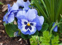 Vibrant Pansy Flower Seeds for Planting – Blue and White Displays