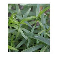 Green Tarragon Seeds for Planting