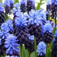 Latifolium Flower seeds for Planting Wildflower Mix Heirloom & GMO Free Seeds for Home Garden