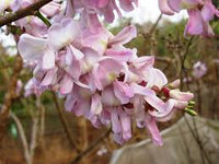 Fresh Gliricidia Maculata Madre de Cacao Flower seeds for Planting - Pollinator Friendly, Heirloom & GMO Free Seeds for Home Garden