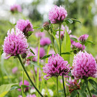 Pink Trifolium or Clover Flower seeds for Planting - Shade Tolerant, Heirloom & GMO Free Seeds for Home Garden