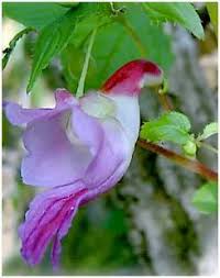Impatiens Psittacina Flower seeds for Planting Hardy Variety Heirloom & GMO Free Seeds for Home Garden