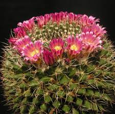 Pink Mammillaria Flower seeds for Planting - Garden Favorite, Heirloom & GMO Free Seeds for Home Garden