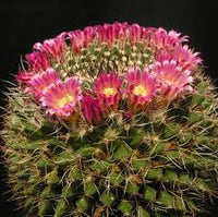 Pink Mammillaria Flower seeds for Planting - Garden Favorite, Heirloom & GMO Free Seeds for Home Garden
