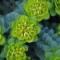 Green Euphorbia Myrsinites Flower seeds for Planting - Cut Flower Favorite, Heirloom & GMO Free Seeds for Home Garden