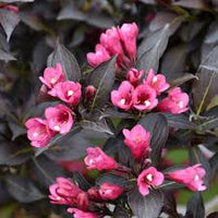 Weigela Florida Flower seeds for Planting Bright Blooms Heirloom & GMO Free Seeds for Home Garden