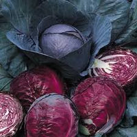 Red Acre Cabbage Seeds for Planting  Grow Heirloom Purple Cabbage