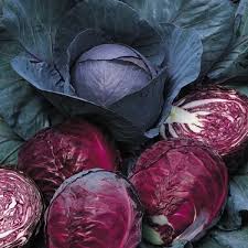 Red Acre Cabbage Seeds for Planting  Grow Heirloom Purple Cabbage