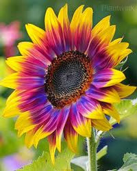 Rainbow Sunflower Flower seeds for Planting - Hardy Variety, Heirloom & GMO Free Seeds for Home Garden