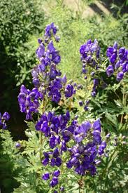 Monkshood Flower seeds for Planting - Shade Tolerant, Heirloom & GMO Free Seeds for Home Garden