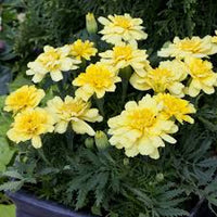 Heirloom Alumia Vanilla Flower seeds for Planting Vibrant Colors Heirloom & GMO Free Seeds for Home Garden