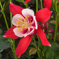 Columbine Flower seeds for Planting Easy to Grow Heirloom & GMO Free Seeds for Home Garden