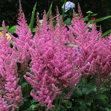 Pink Astilbe Flower Seeds for Planting Wildflower Mix Heirloom & GMO Free Seeds for Home Garden
 
 Sale
