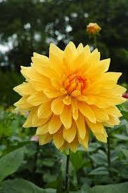 Light Yellow Dahlia Flower Seeds for Planting Long Bloom Season Heirloom & GMO Free Seeds for Home Garden
 
 Sale