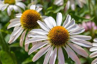 White Echinacea Flower seeds for Planting Vibrant Colors Heirloom & GMO Free Seeds for Home Garden