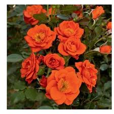 Dark Red Orange Rose Flower Seeds for Planting Heirloom NONGMO Seeds Easy to Grow Blooms Pollinator Friendly 
 
 Sale