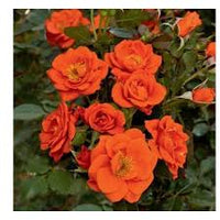 Dark Red Orange Rose Flower Seeds for Planting Heirloom NONGMO Seeds Easy to Grow Blooms Pollinator Friendly 
 
 Sale