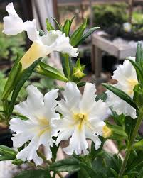 White Mimulus Flower seeds for Planting - Shade Tolerant, Heirloom & GMO Free Seeds for Home Garden