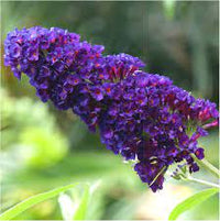 Buddleia Seeds for Planting Buddleja Davidii butterfly garden flower border