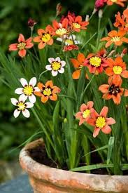 Pink Yellow Sparaxis Flower Seeds for Planting Fragrant Blossoms Heirloom & GMO Free Seeds for Home Garden
 
 Sale