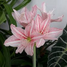 Pink Hippeastrum Rutilum Flower seeds for Planting - Sun Loving, Heirloom & GMO Free Seeds for Home Garden