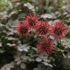 Heirloom Acaena Microphylla Flower seeds for Planting Garden Favorite Heirloom & GMO Free Seeds for Home Garden