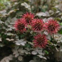 Heirloom Acaena Microphylla Flower seeds for Planting Garden Favorite Heirloom & GMO Free Seeds for Home Garden