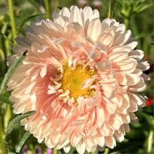 White Orange China Aster Flower Seeds for Planting Bright Blooms Heirloom & GMO Free Seeds for Home Garden
 
 Sale