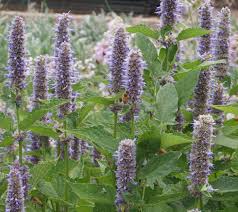Violet Giant Hyssop Flower seeds for Planting - Wildflower Mix, Heirloom & GMO Free Seeds for Home Garden