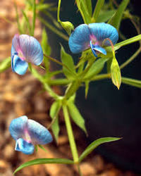 Heirloom Lathyrus Sativus Flower seeds for Planting Seasonal Bloomer Heirloom & GMO Free Seeds for Home Garden