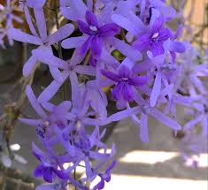Purple Ivy Flower seeds for Planting - Wildflower Mix, Heirloom & GMO Free Seeds for Home Garden