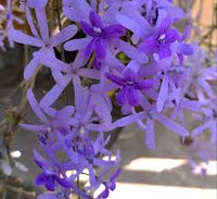 Purple Ivy Flower seeds for Planting - Wildflower Mix, Heirloom & GMO Free Seeds for Home Garden