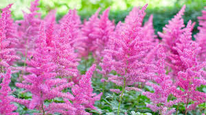 Pink Astilbe Flower seeds for Planting - Low Maintenance, Heirloom & GMO Free Seeds for Home Garden