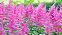 Pink Astilbe Flower seeds for Planting - Low Maintenance, Heirloom & GMO Free Seeds for Home Garden