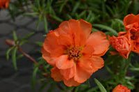 Orange Portulaca Flower seeds for Planting - Bright Blooms, Heirloom & GMO Free Seeds for Home Garden