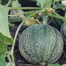 Blue Minnesota Melon Seeds for Planting