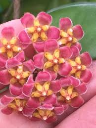 Pink Yellow Hoya Flower seeds for Planting Cut Flower Favorite Heirloom & GMO Free Seeds for Home Garden