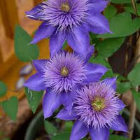 Blue Clematis Flower seeds for Planting Seasonal Bloomer Heirloom & GMO Free Seeds for Home Garden