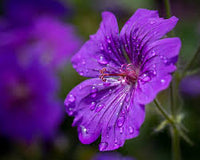 Soft Pink Mini Violet Rare Flower Seeds for Planting Vibrant Colors Heirloom & GMO Free Seeds for Home Garden
 
 Sale