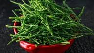 Sea Bean Vegetable Seeds for Easy Planting