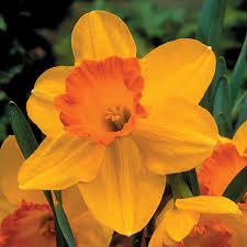Orange Yellow Daffodils Seeds Flower seeds for Planting Colorful Display Heirloom & GMO Free Seeds for Home Garden 
 
 Sale