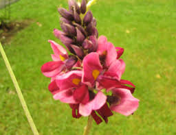 Kudzu Pueraria Lobata Flower seeds for Planting - Easy to Grow, Heirloom & GMO Free Seeds for Home Garden