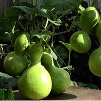 Lagenaria Siceraria Seeds for Planting - Ideal Vegetable Seeds for Your Garden