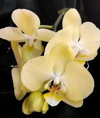 Yellow Phalaenopsis Orchid Plant Seeds for Planting