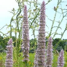 Violet Giant Hyssop Flower seeds for Planting - Wildflower Mix, Heirloom & GMO Free Seeds for Home Garden
