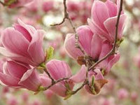 Baby Pink Yulan Flower seeds for Planting - Shade Tolerant, Heirloom & GMO Free Seeds for Home Garden