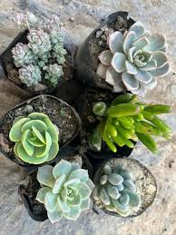 100 Pcs