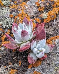 Dudleya Flower seeds for Planting - Low Maintenance, Heirloom & GMO Free Seeds for Home Garden
