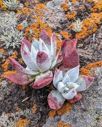 Dudleya Flower seeds for Planting - Low Maintenance, Heirloom & GMO Free Seeds for Home Garden